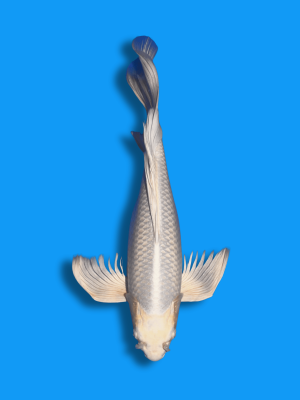 Butterfly Platinum | Koi&Co.